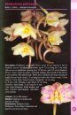 A Guide to Dendrobium of the Philippines