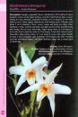 A Guide to Dendrobium of the Philippines