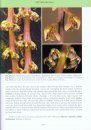 Bulbophyllum of Borneo