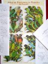 African Poicephalus Parrots (Booklet + Poster)