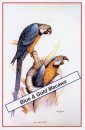 Blue-and-Gold Macaws Poster