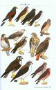 A Guide to the Birds of Nicaragua / Nicaragua - Una Guía de Aves