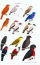 A Guide to the Birds of Nicaragua / Nicaragua - Una Guía de Aves