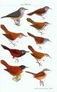 A Guide to the Birds of Nicaragua / Nicaragua - Una Guía de Aves