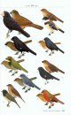 A Guide to the Birds of Nicaragua / Nicaragua - Una Guía de Aves