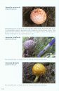 Field Guide to the Flora and Fauna of the Golden Monkey National Park / Baimaxueshan Nature Reserve, Yunnan, China