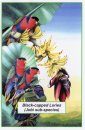 Black-Capped Lories Poster
