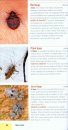 Struik Pocket Guide: Insects of East Africa