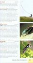 Struik Pocket Guide: Insects of East Africa