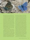 Het Grote Vlinderboek: Een Nieuwe Kijk op Kleuren, Patronen en Overlevingsstrategieën [Seeing Butterflies: New Perspectives on Colour, Patterns & Mimicry]