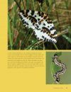 Het Grote Vlinderboek: Een Nieuwe Kijk op Kleuren, Patronen en Overlevingsstrategieën [Seeing Butterflies: New Perspectives on Colour, Patterns & Mimicry]