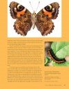 Het Grote Vlinderboek: Een Nieuwe Kijk op Kleuren, Patronen en Overlevingsstrategieën [Seeing Butterflies: New Perspectives on Colour, Patterns & Mimicry]