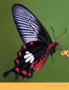 Het Grote Vlinderboek: Een Nieuwe Kijk op Kleuren, Patronen en Overlevingsstrategieën [Seeing Butterflies: New Perspectives on Colour, Patterns & Mimicry]