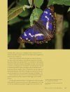 Het Grote Vlinderboek: Een Nieuwe Kijk op Kleuren, Patronen en Overlevingsstrategieën [Seeing Butterflies: New Perspectives on Colour, Patterns & Mimicry]