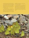 Het Grote Vlinderboek: Een Nieuwe Kijk op Kleuren, Patronen en Overlevingsstrategieën [Seeing Butterflies: New Perspectives on Colour, Patterns & Mimicry]