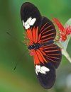 Het Grote Vlinderboek: Een Nieuwe Kijk op Kleuren, Patronen en Overlevingsstrategieën [Seeing Butterflies: New Perspectives on Colour, Patterns & Mimicry]