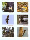 Along the Trail of Sálim Ali - A Study of Avifauna, Their Habitats and Ecological History
