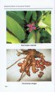 Medicinal Plants of Arunachal Pradesh