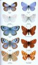 Collins Complete Guide to British Butterflies & Moths