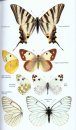 Collins Complete Guide to British Butterflies & Moths