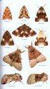 Collins Complete Guide to British Butterflies & Moths