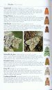 Collins Complete Guide to British Butterflies & Moths