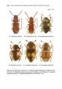 Synopsis of Adventive Species of Coleoptera (Insecta) Recorded from Canada, Part 3: Cucujoidea