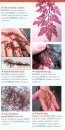 Field Guide to Seaweeds of the Pacific Northwest