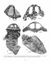 Handbook of Paleoherpetology, Part 3A2: Temnospondyli I
