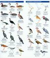 East Africa Birds