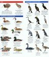 New Zealand Birds