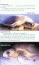 Marine Turtles of Rushikulya