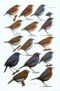 Robins and Chats