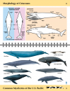 Guide to Marine Mammals and Turtles of the U.S. Pacific