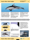 Guide to Marine Mammals and Turtles of the U.S. Pacific