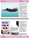 Guide to Marine Mammals and Turtles of the U.S. Pacific