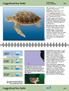 Guide to Marine Mammals and Turtles of the U.S. Pacific