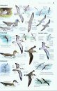 Le Guide Ornitho: Le Guide le Plus Complet des Oiseaux d'Europe, d'Afrique du Nord et du Moyen-Orient [Collins Bird Guide: The Most Complete Guide to the Birds of Europe, North Africa and the Middle East]