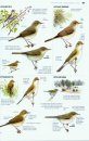 Le Guide Ornitho: Le Guide le Plus Complet des Oiseaux d'Europe, d'Afrique du Nord et du Moyen-Orient [Collins Bird Guide: The Most Complete Guide to the Birds of Europe, North Africa and the Middle East]