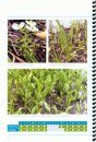 Wetland Plants of Townsville-Burdekin Flood Plain
