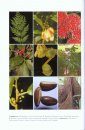Manual de Plantas de Costa Rica: Volumen VIII