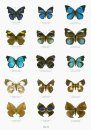 Butterflies of the World, Part 43: The ABRI Collections 2: Unusual Butterflies