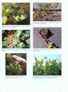 Compendium of Grape Diseases, Disorders, and Pests