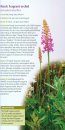 A Guide to Finding Orchids in Hampshire & the Isle of Wight