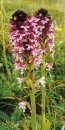 A Guide to Finding Orchids in Hampshire & the Isle of Wight