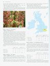 Hybrid Flora of the British Isles