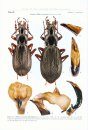 Atlas of the Carabus of the Caucasus