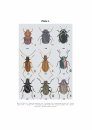 The Palaearctic Chrysomelidae: Identification Keys (2-Volume Set)