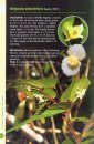 A Guide to Begonias of Borneo