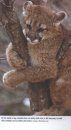 Mountain Lions